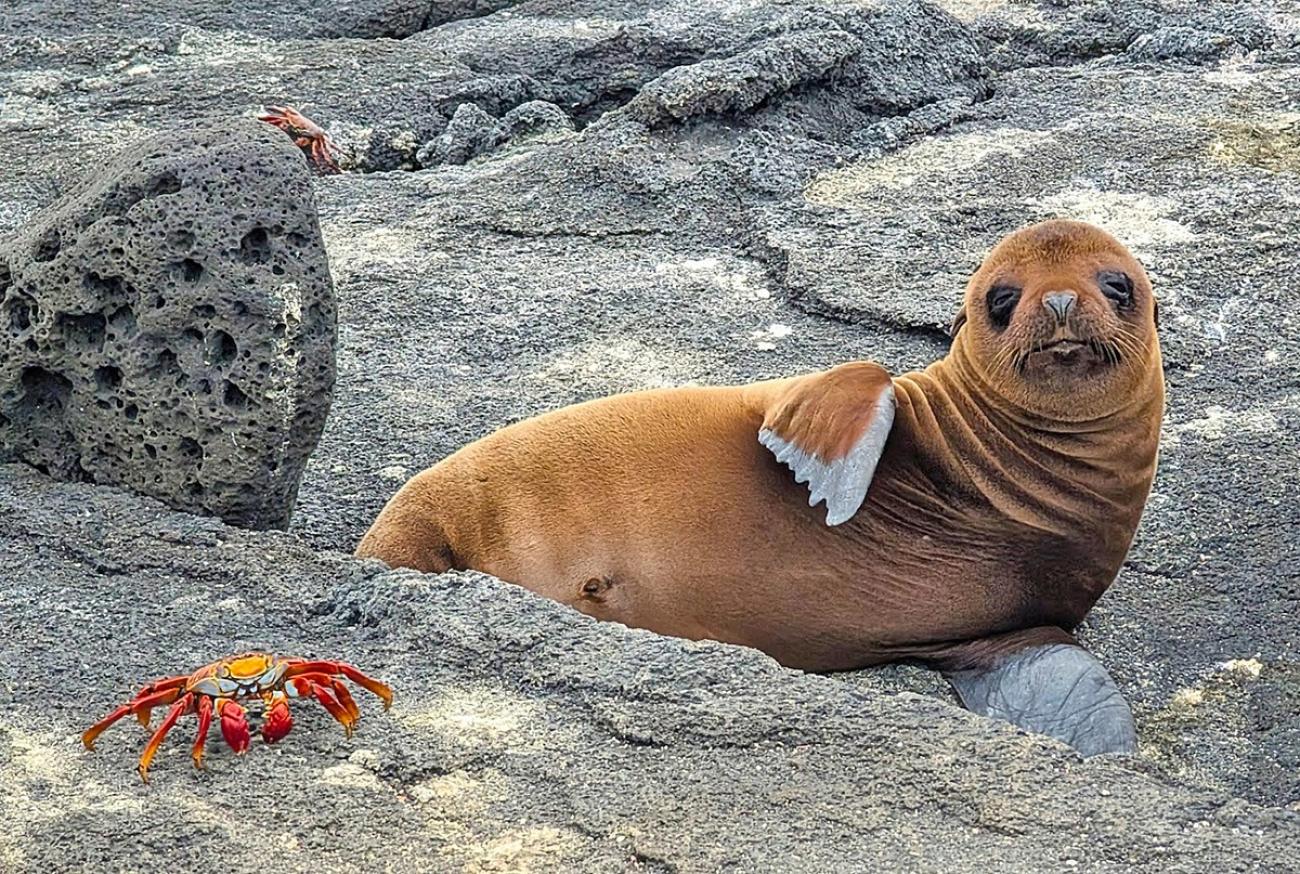Young seal pup on rocks, Galapagos